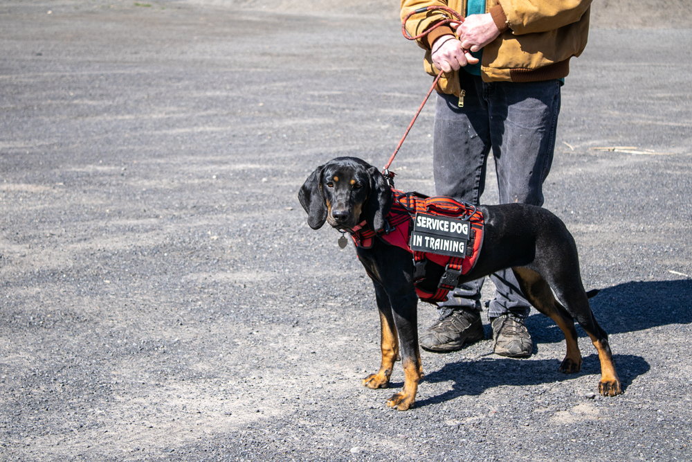 A hound wearing a red 'service dog in training' vest beside its handler