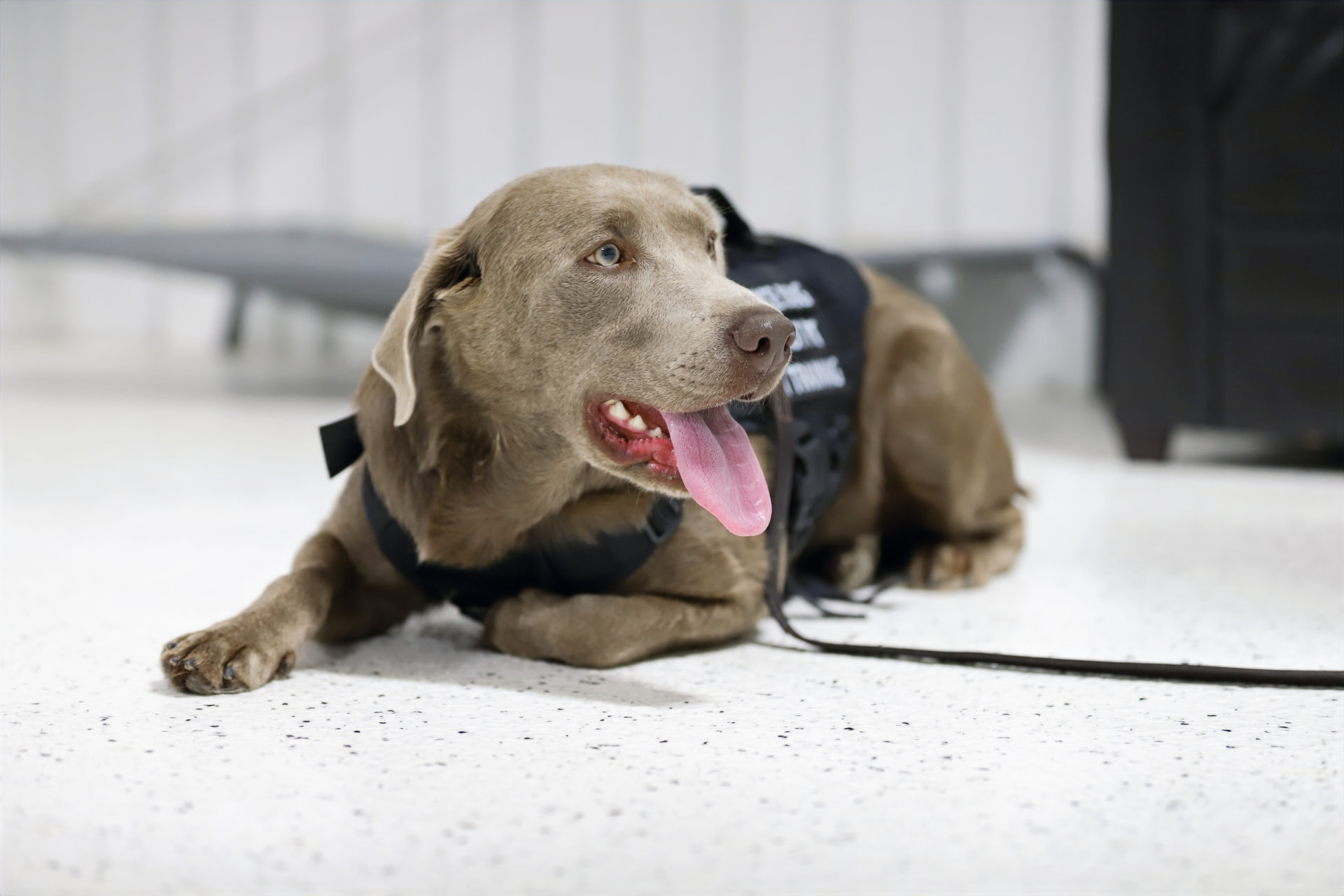 A silver Labrador in a service dog vest lying calmly on the floor