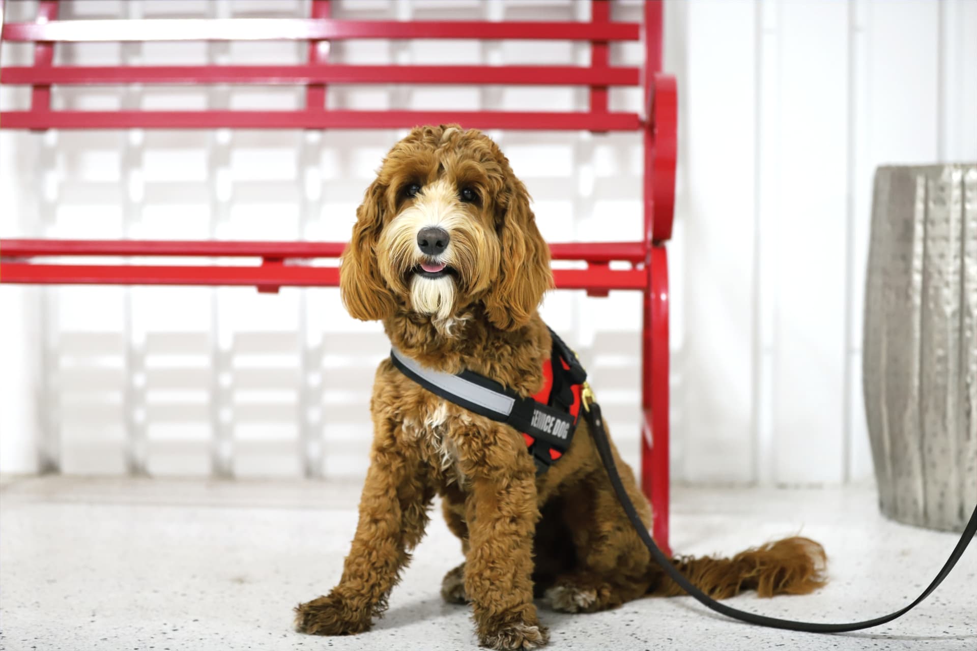 A goldendoodle service dog in a red vest sitting calmly beside a red bench