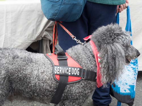 A standard poodle in a red 'service dog' harness standing beside its handler
